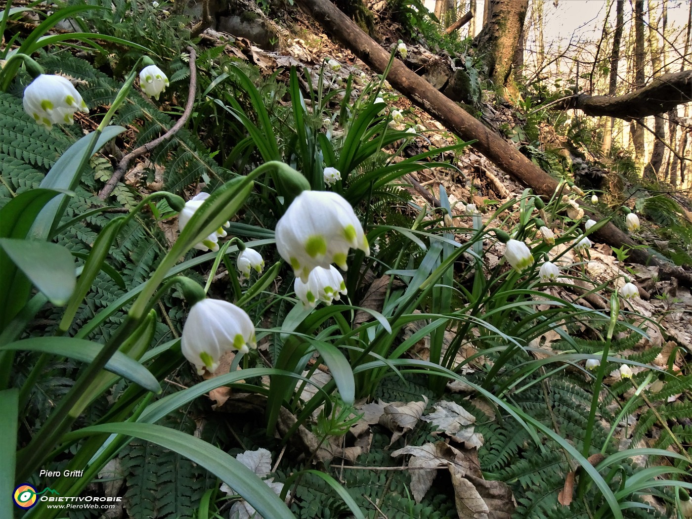 25 Leucojum vernum (Campanelle).JPG